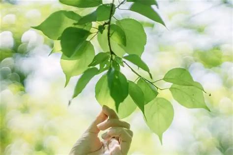 咸池意思